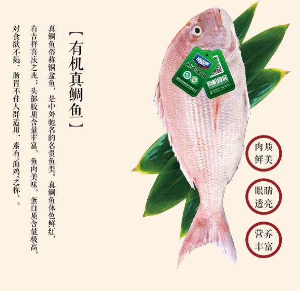 真鯛魚1.jpg